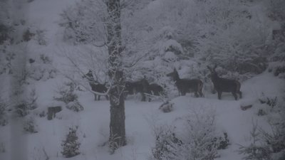 У засніжених Карпатах зафіксували стадо оленів (ФОТО)