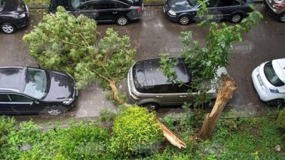 У Львові впало дерево
