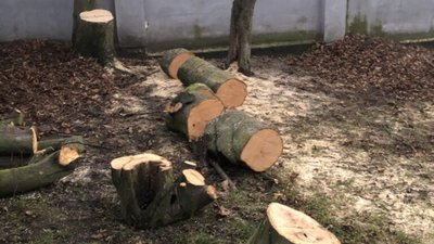 У Львові у сквері вирубали дерева