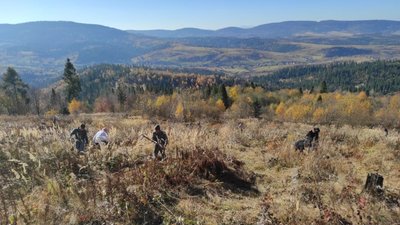 У Козівській громаді висаджують 20 тисяч молодих дерев (ФОТО)