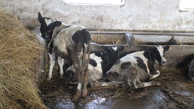 Зоозахисники заявили про жорстоке поводження з тваринами на фермі Львівського ветеринарного університету (ФОТО)