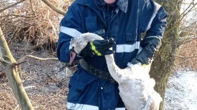 У Городку на місцевому озері врятували лебедя
