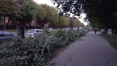 У Львові зрубали дерева (ФОТО)