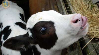 На Львівщині селянські господарства отримали чергову допомогу за утримання молодняка