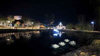 У Винниках на ставку з'явилися квіти лотоса (ФОТО, ВІДЕО)