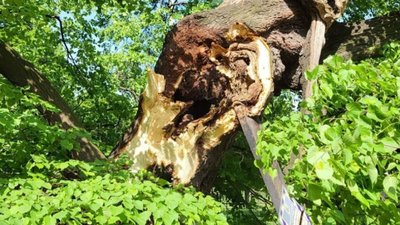 У Києві через негоду зламалася 400-річна липа (ФОТО)