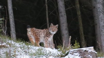 У засніжених Карпатах гуляють рисі (ФОТО)