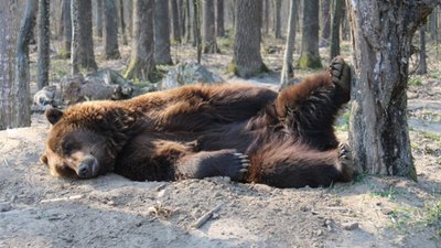 У ведмежому притулку на Львівщині почали прокидатися пухнасті вихованці (ВІДЕО)
