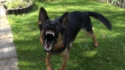 У Франківську собака напала на поліцейських, які рятували дітей від агресивної тварини (ВІДЕО)