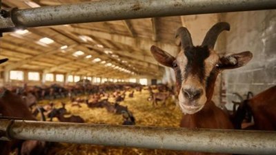 Львівщина отримала рекордну суму державної підтримки за будівництво об’єктів тваринництва