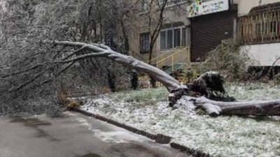 У Львові на Стуса впало дерево (ВІДЕО)