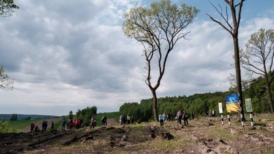 На Львівщині висадили ліс