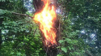 У Жовкві блискавка влучила в дерево (ФОТО)