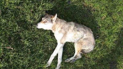 Поліцейські встановили особи підлітків, причетних до жорстокого поводження з твариною на Бродівщині