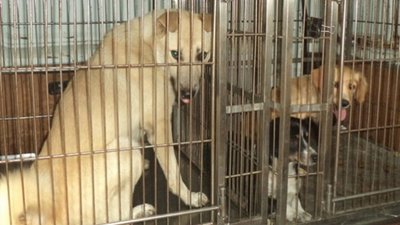 Як у Винниках відловлювали собак-безхатьків (ФОТО)