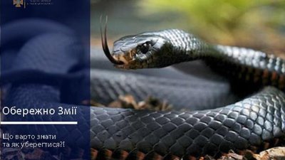 На Львівщині зафіксований черговий випадок укусу змії