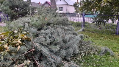 На Львівщині на території дитячого садочку вирубали сосни (ФОТО)