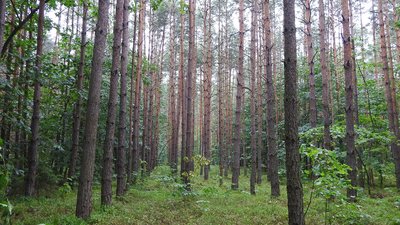 У Києві до кінця воєнного стану заборонили ходити в ліси