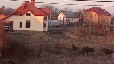На Стрийщині лосі розгулюють у населених пунктах (ВІДЕО)