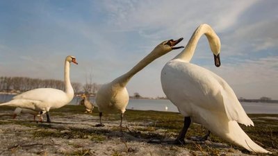 Добротвір окупували лебеді (ФОТО)