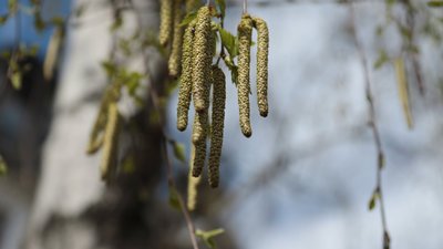 Вербна неділя в умовах карантину: стрім із львівських церков (ВІДЕО)
