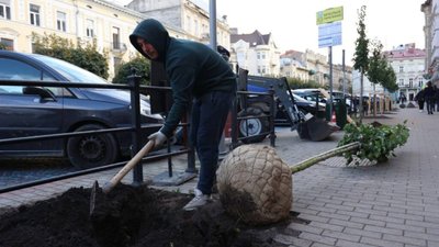 У центрі Львова висаджують дерева