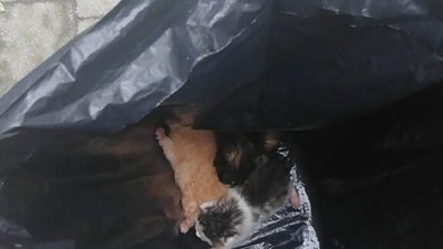 У Новояворівську новонароджених кошенят у пакеті викинули на вулицю (ФОТО)