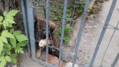 Львів`янин цинічно викинув цуценя неподалік ЛКП "Лев" (ФОТО)