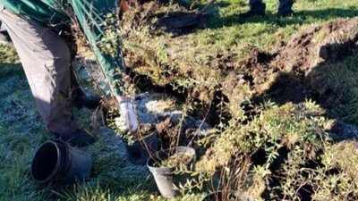 У Львові в улюбленому районі Садового висадять тисячу кущів