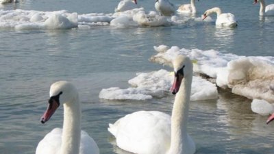 У Львові надзвичайники врятували двох лебедів