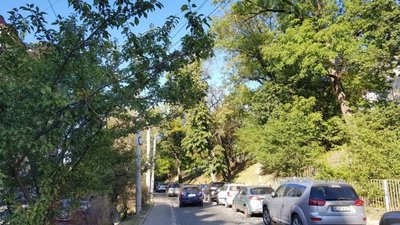 У центрі Львова зрізали дерева (ФОТО)