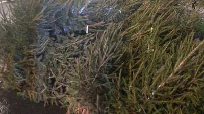 На Львівщині чоловік втратив мікроавтобус через нечіповані ялинки