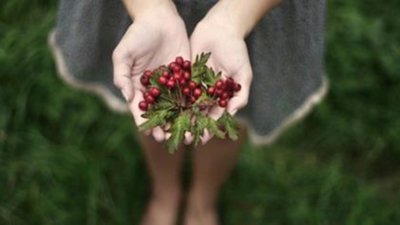 На Львівщині висадять кущі калини