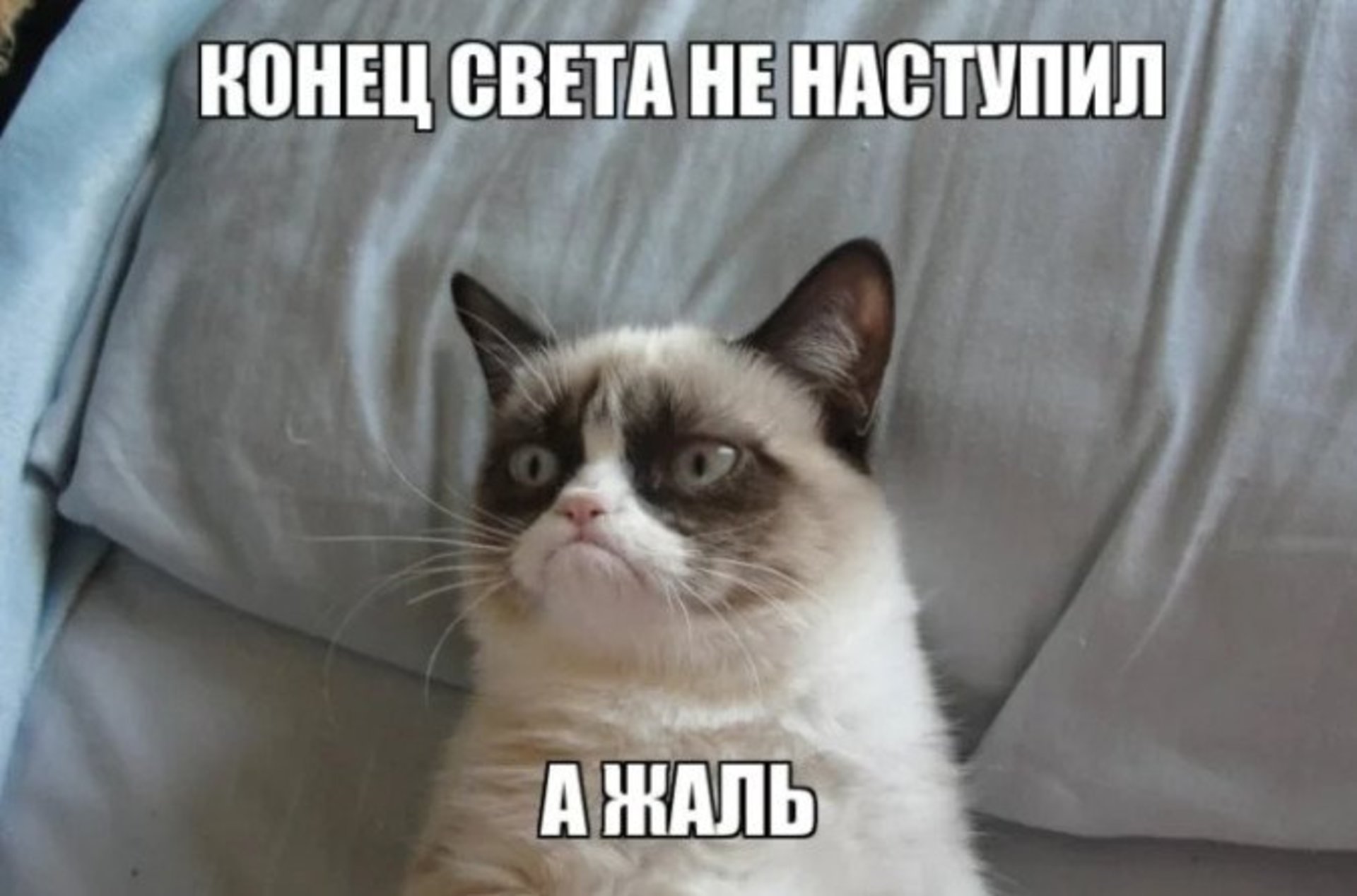 Grumpy Cat: померла найбільш сердита кішка у світі. Фото: Прямий.