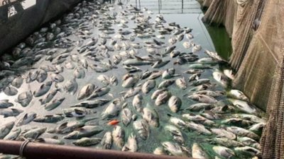 У річці Західний Буг активісти зафіксували масовий мор риби (ФОТО)