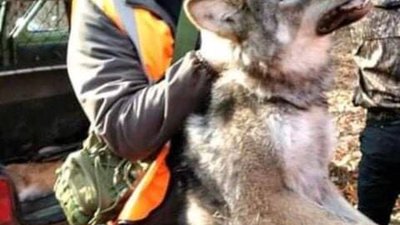 У Яворівському районі заради розваги вбили вовка (ФОТО)