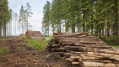 На Львівщині незаконно вирубали ліс: збитки чималі