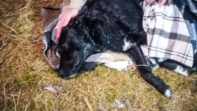 На Львівщині собака провалилась під кригу