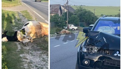 На Львівщині автомобіль збив корову (ФОТО)