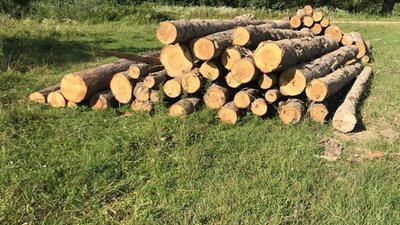 На Старосамбірщині виявили звалище нечіпованих ялиць (ВІДЕО, ФОТО)