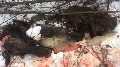 На Львівщині вбили лося (ФОТО)
