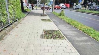 У центрі Львова зрізали здорові дерева (ФОТО)