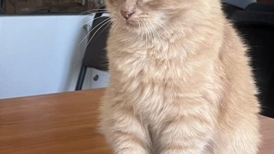 Синютка розповів, хто працює у офісі ЄС Львівщини