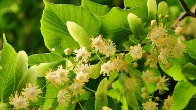 На Сокальщині висадили найдовшу в Україні липову алею