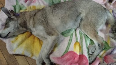 У соцмережах оприлюднили дані школярів, які катували собаку на Бродівщині