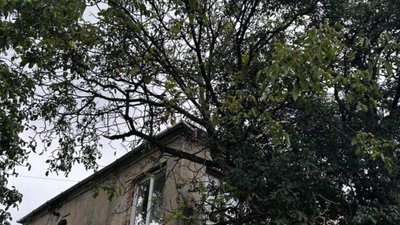 У Львові аварійне дерево загрожує пішоходам