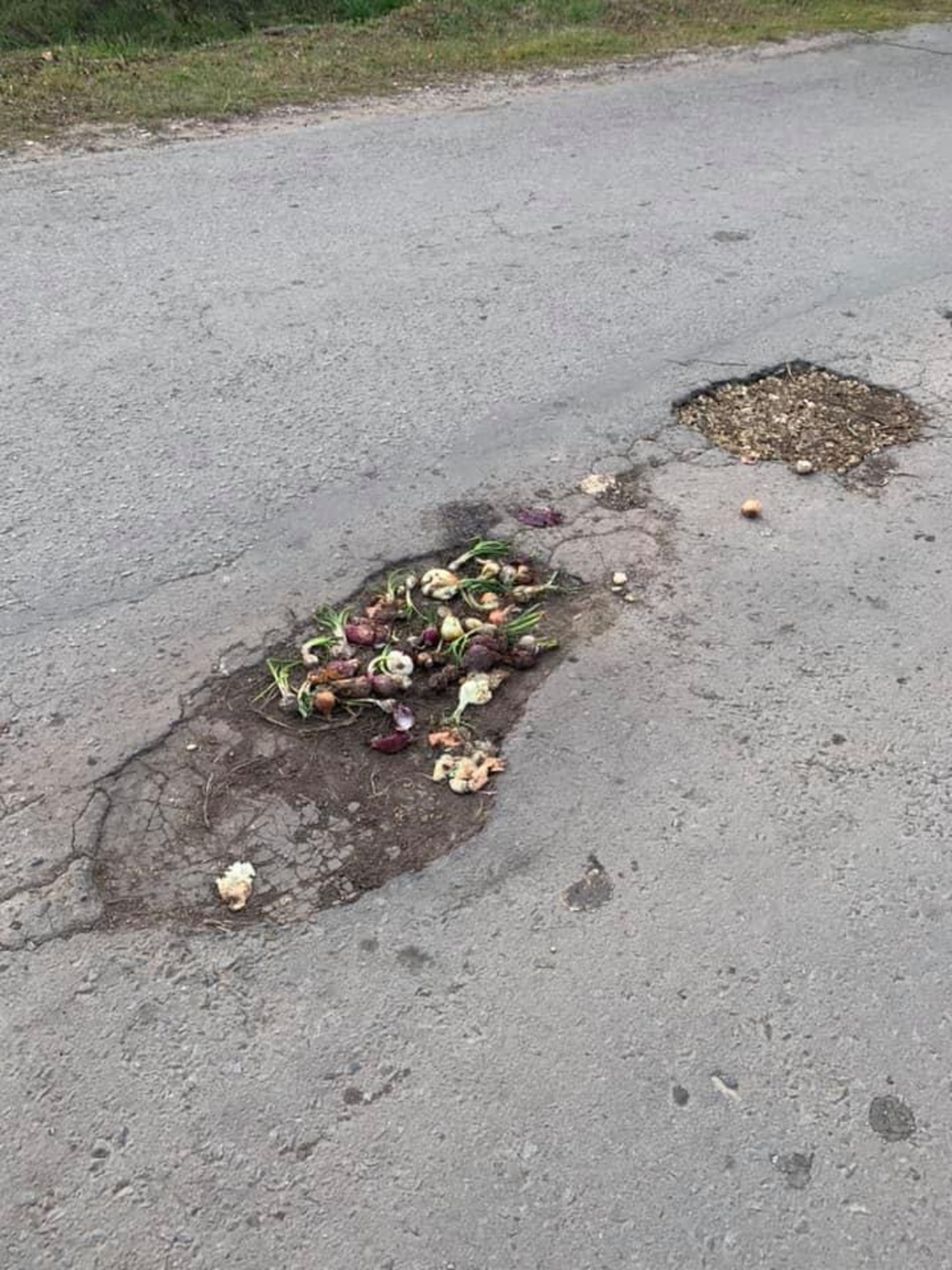 На Львівщині ями на дорозі засипали овочами, фото Мої Рудки
