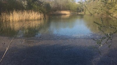 У Львові в озера з дикими качками спускають каналізацію (ФОТО)