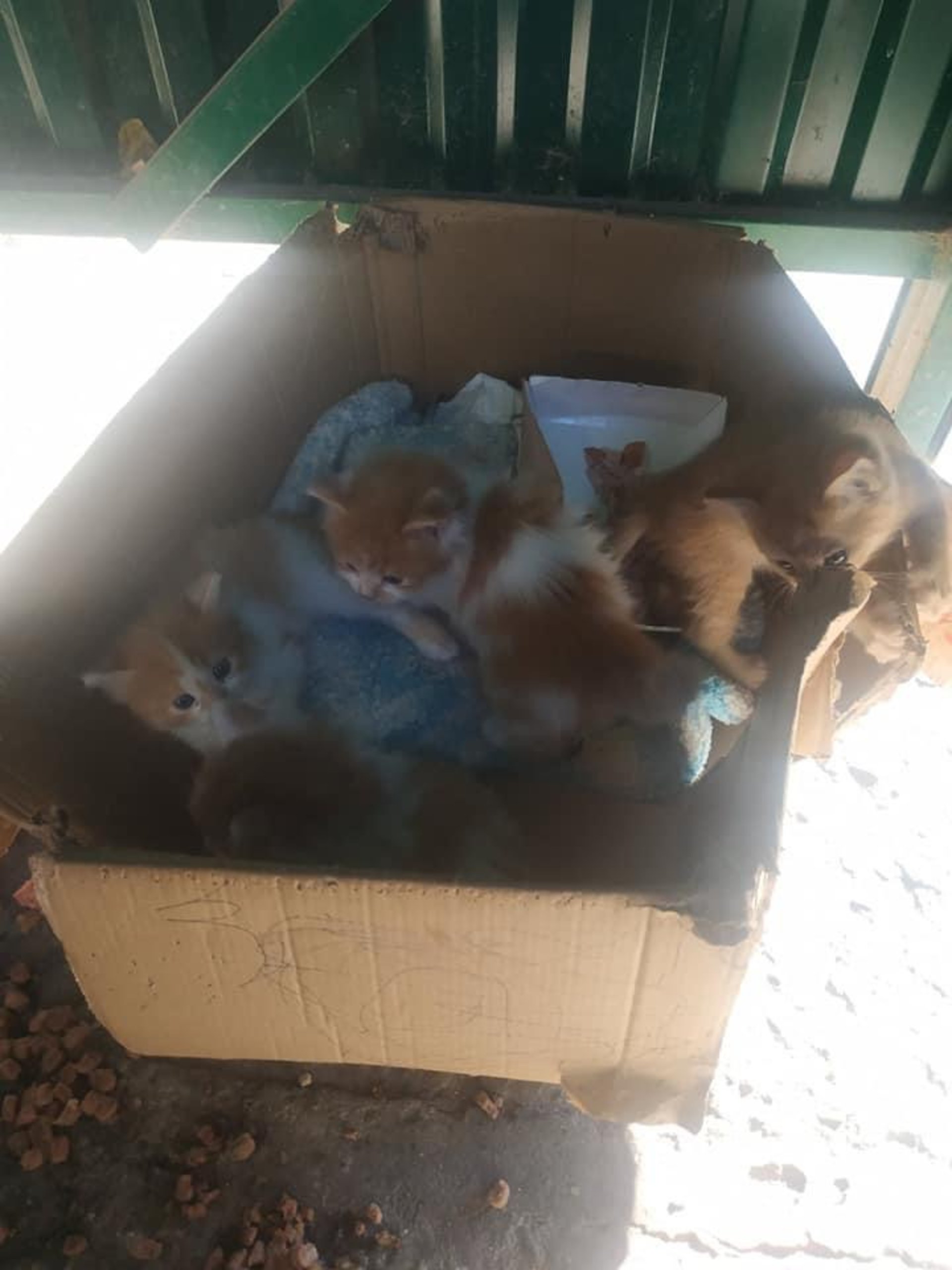 У Новояворівську викинули котів