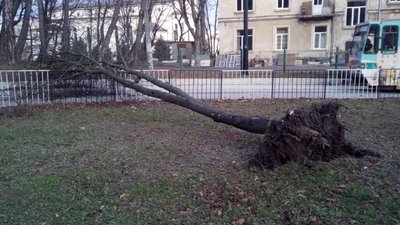 На Львівщині буревій знеструмив десятки населених пунктів